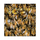 Autocollant Sticker Décoration Boîte aux lettres Texture Abeille - Face Avant
